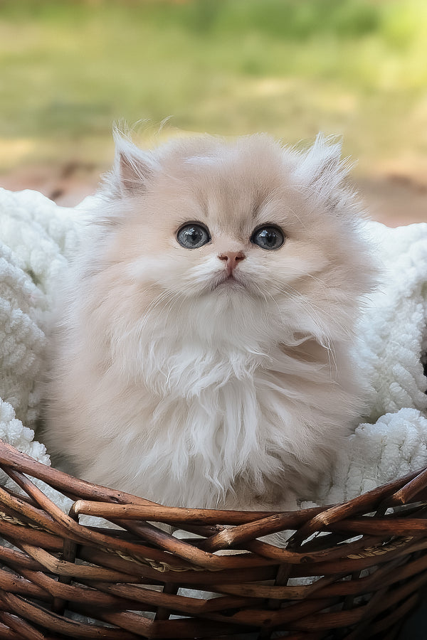 Blossom | British Longhair Kitten