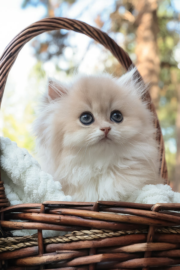 Blossom | British Longhair Kitten