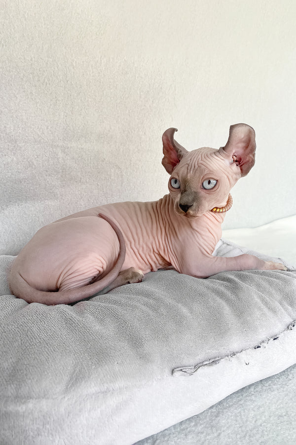 Bluebell | Elf Sphynx Kitten