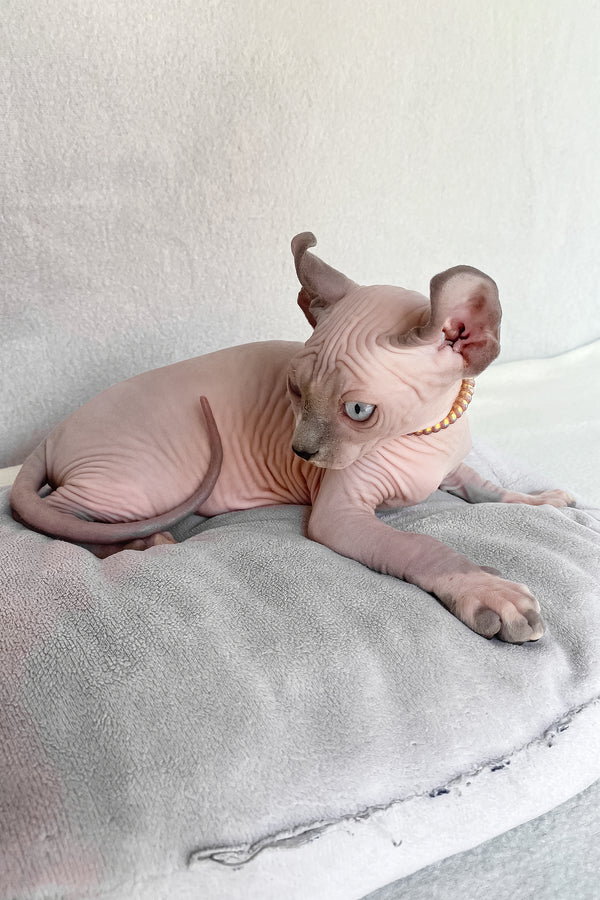 Bluebell | Elf Sphynx Kitten