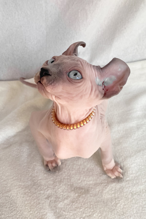 Bluebell | Elf Sphynx Kitten