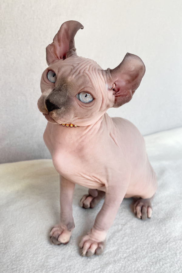 Bluebell | Elf Sphynx Kitten