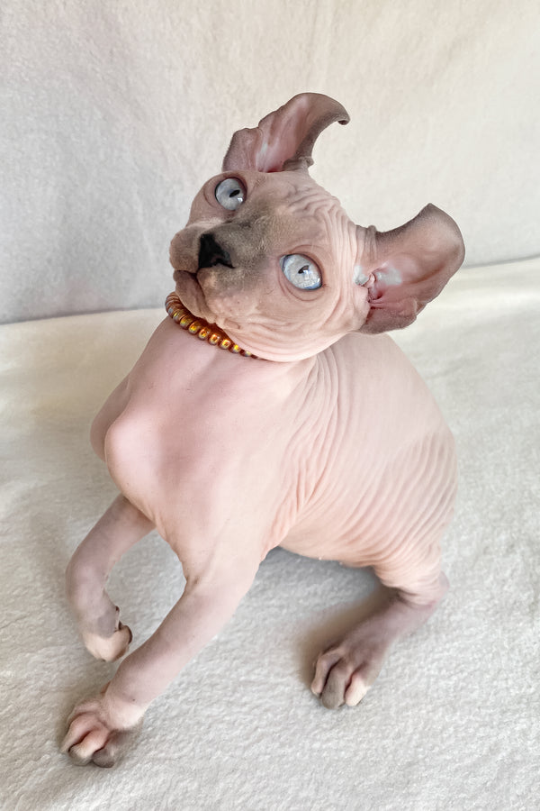 Bluebell | Elf Sphynx Kitten