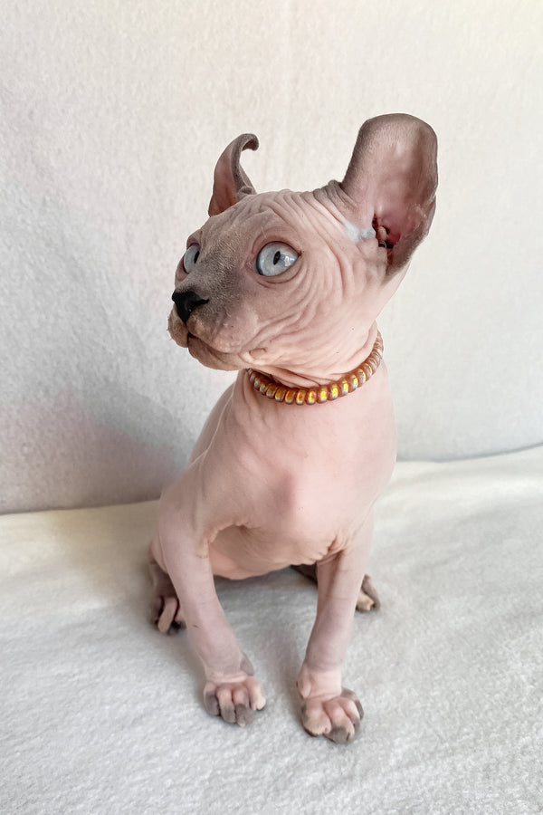 Bluebell | Elf Sphynx Kitten