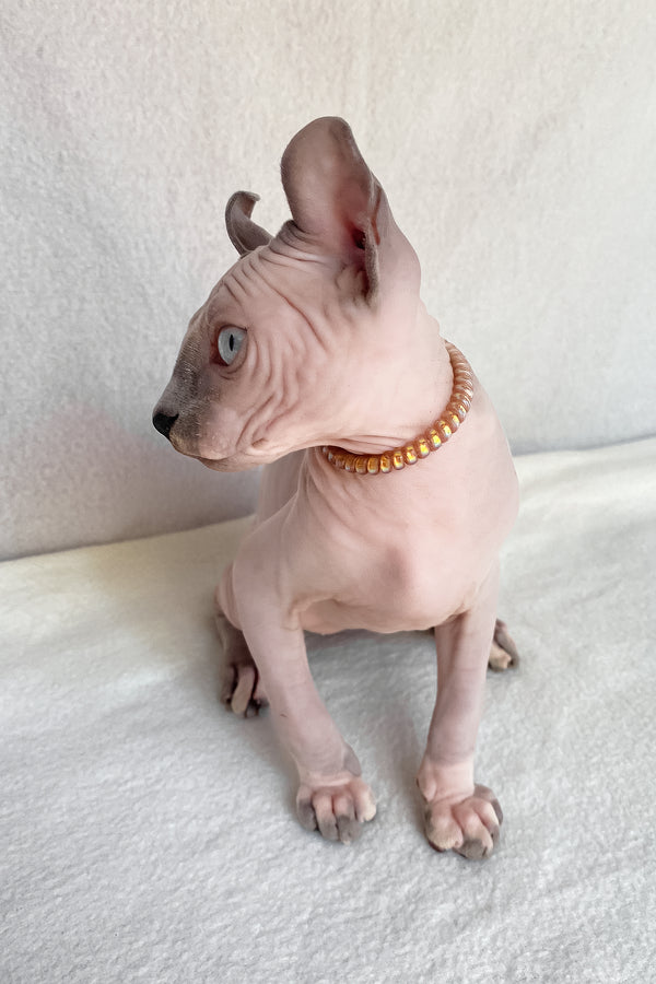 Bluebell | Elf Sphynx Kitten