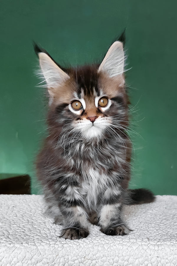Bombay | Maine Coon Kitten