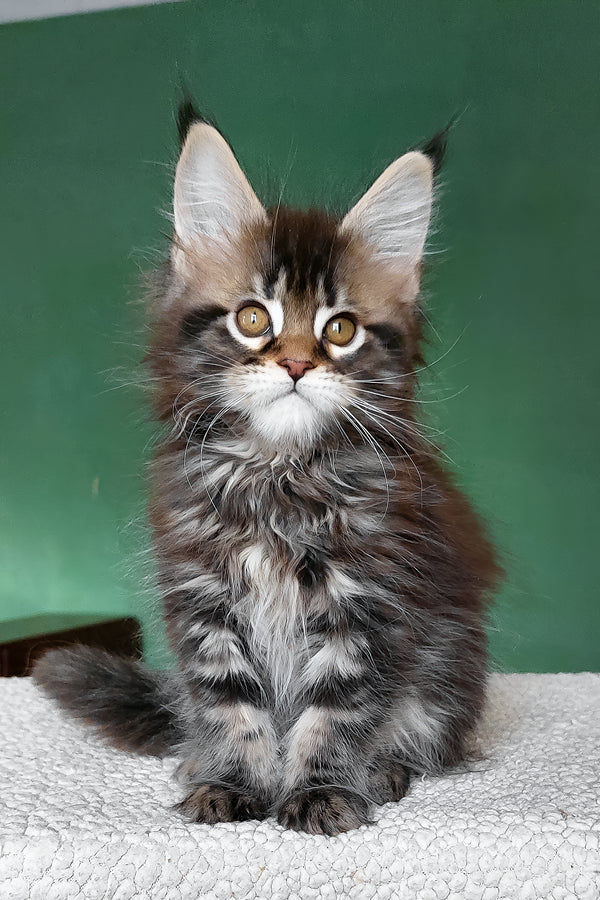Bombay | Maine Coon Kitten