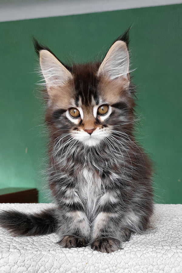 Bombay | Maine Coon Kitten