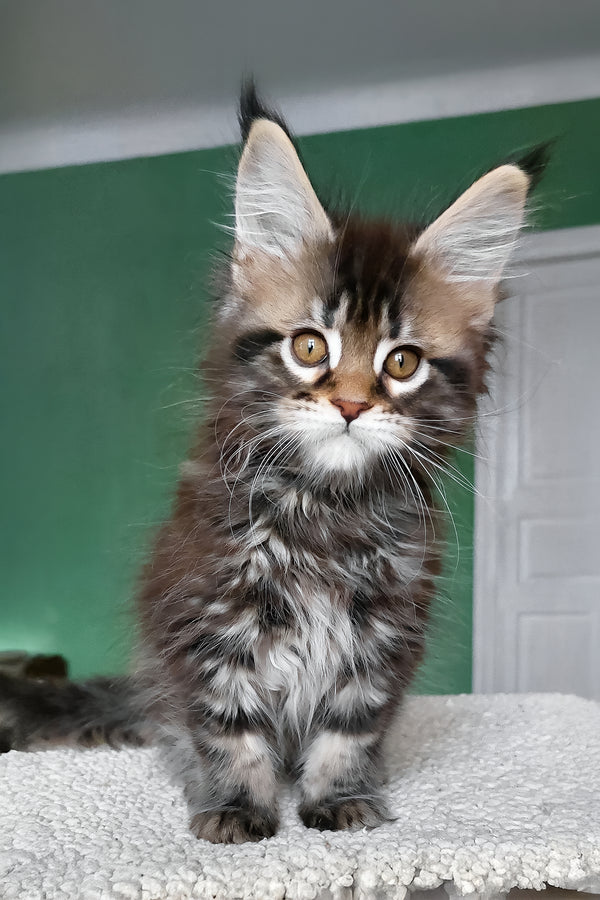 Bombay | Maine Coon Kitten