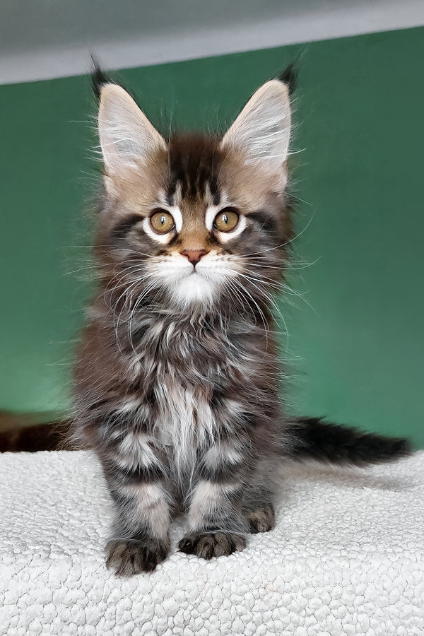 Bombay | Maine Coon Kitten