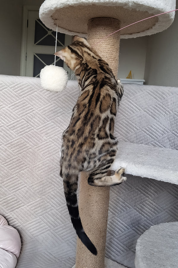 Bona | Bengal Kitten