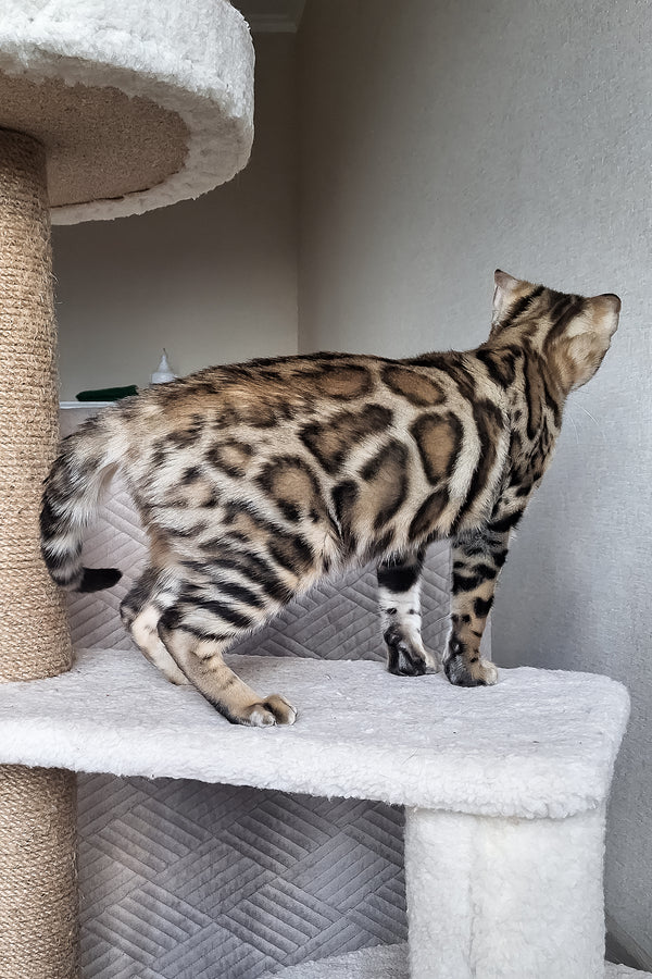 Bona | Bengal Kitten
