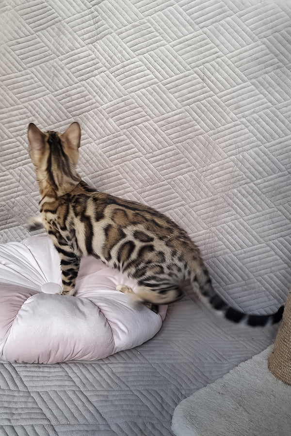Bona | Bengal Kitten