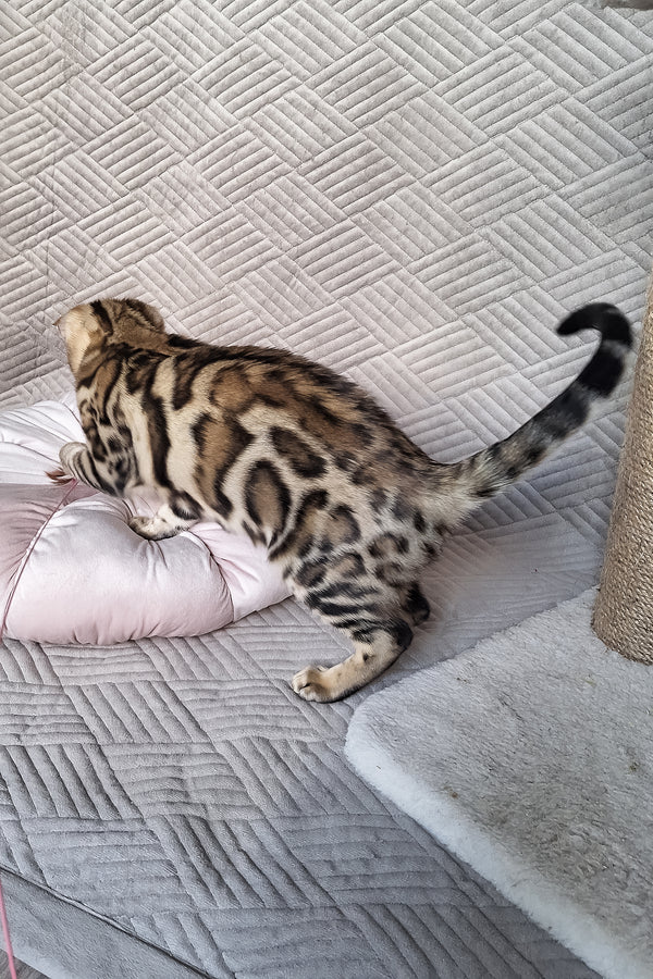 Bona | Bengal Kitten
