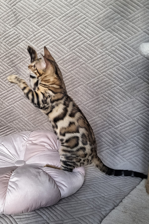 Bona | Bengal Kitten