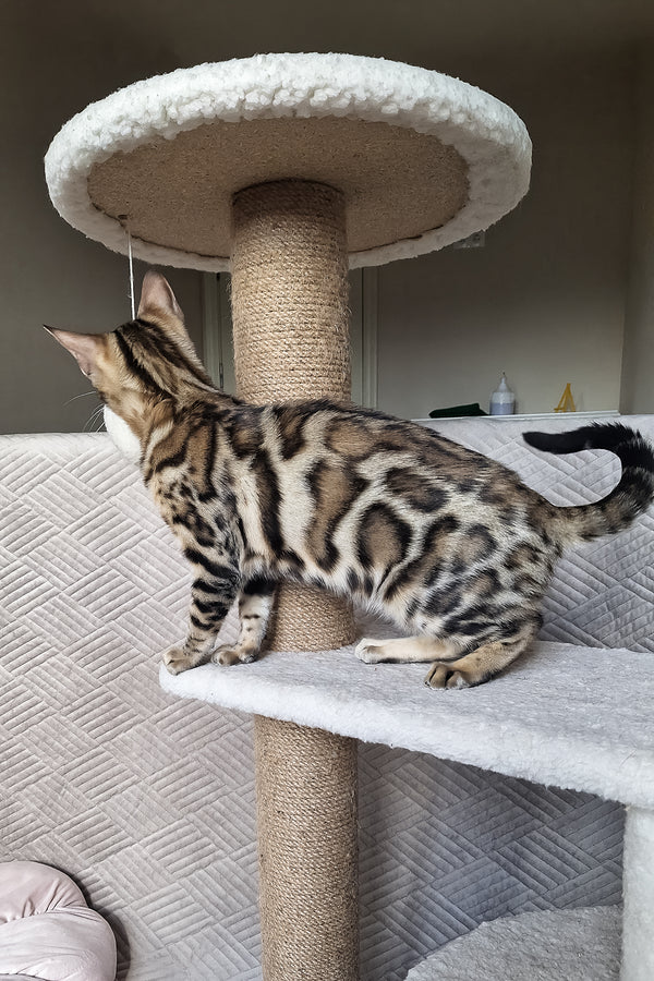 Bona | Bengal Kitten