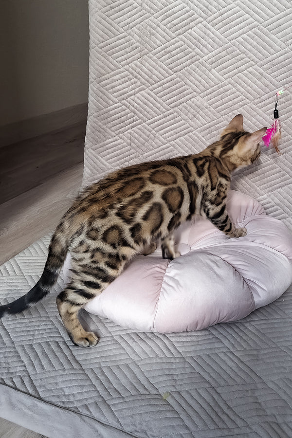 Bona | Bengal Kitten