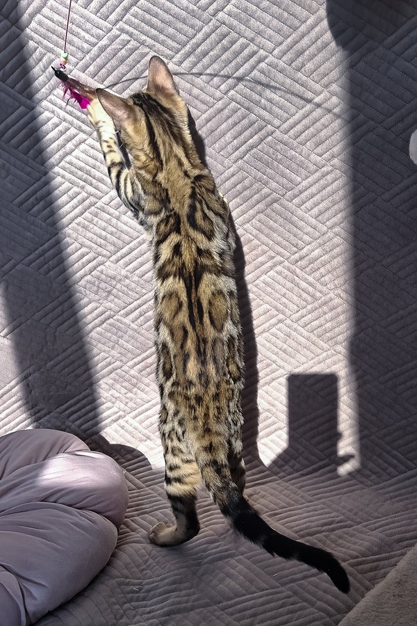 Bona | Bengal Kitten