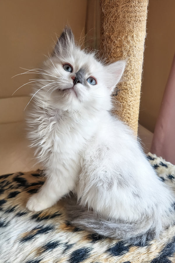 Bonna | Siberian Kitten