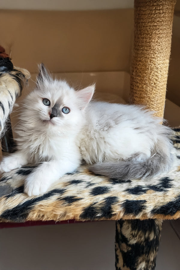 Bonna | Siberian Kitten