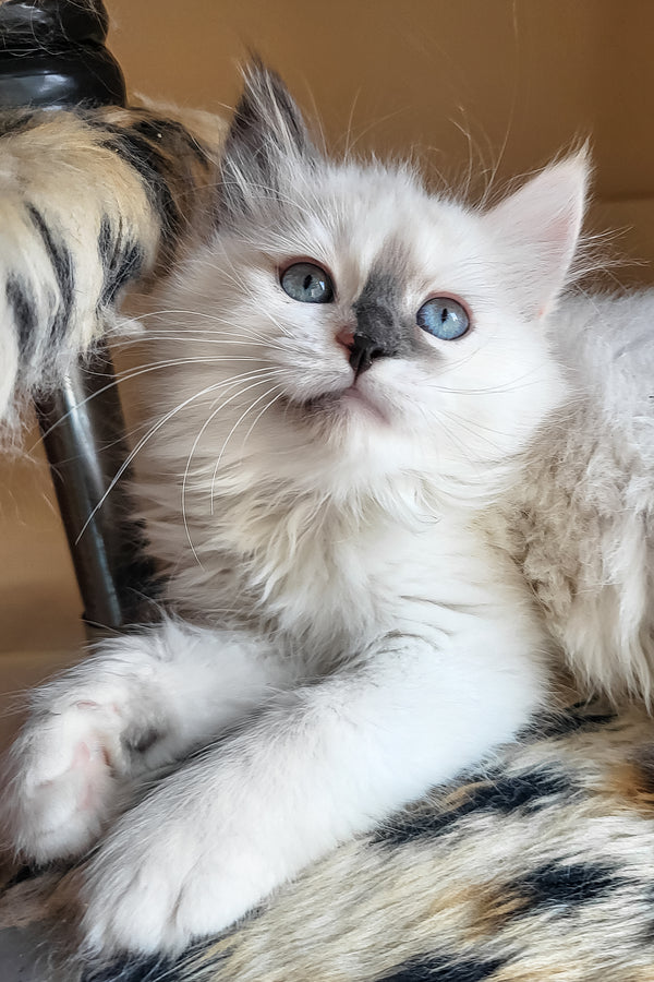 Bonna | Siberian Kitten