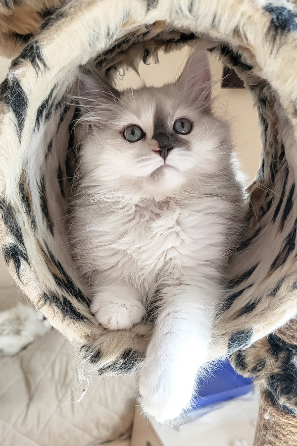 Bonna | Siberian Kitten