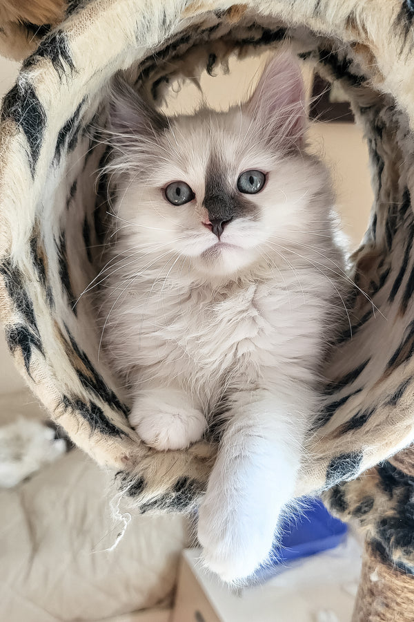 Bonna | Siberian Kitten