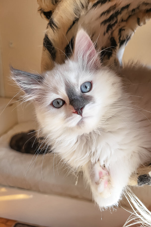 Bonna | Siberian Kitten