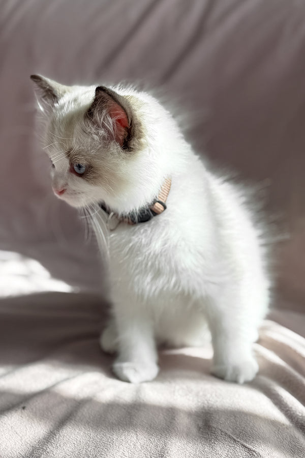 Don | Ragdoll Kitten
