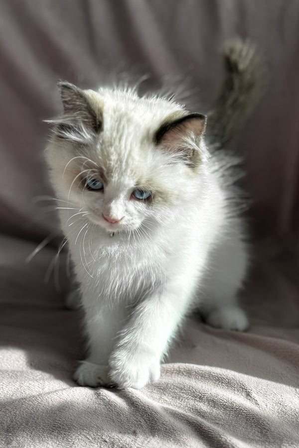 Don | Ragdoll Kitten