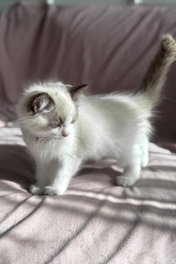 Don | Ragdoll Kitten