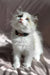 Don | Ragdoll Kitten