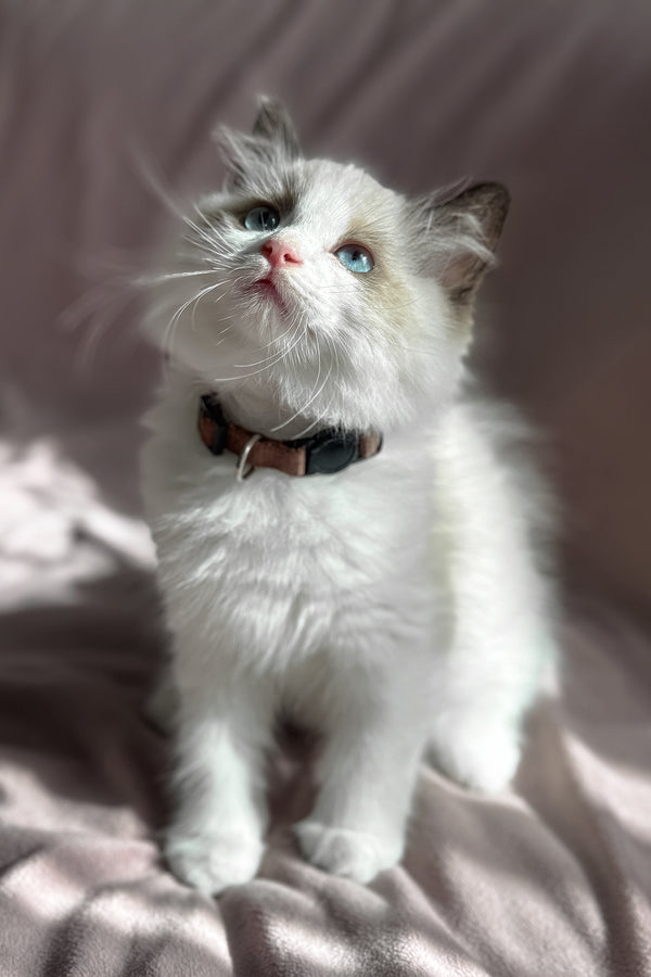 Bonnie | Ragdoll Kitten