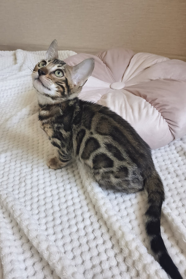 Bonnie | Bengal Kitten