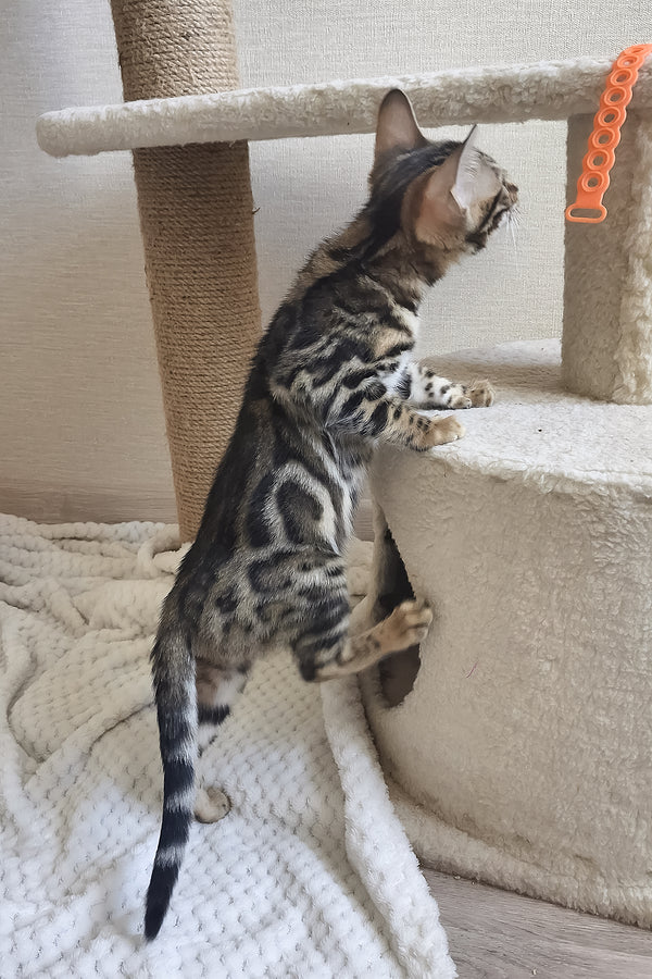 Bonnie | Bengal Kitten