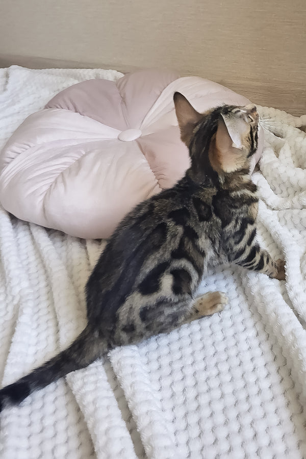 Bonnie | Bengal Kitten