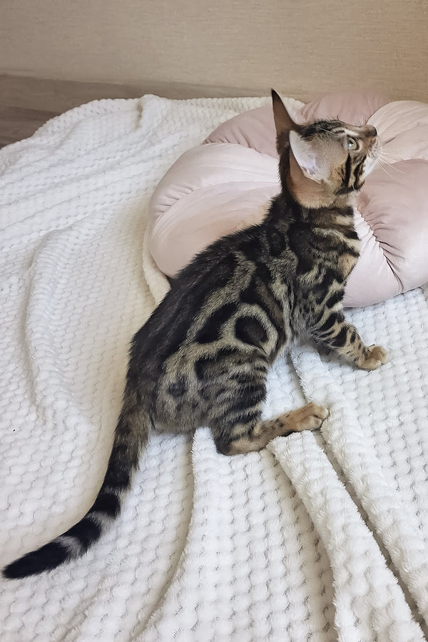 Bonnie | Bengal Kitten