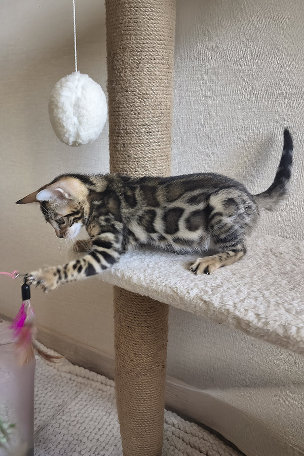Bonnie | Bengal Kitten