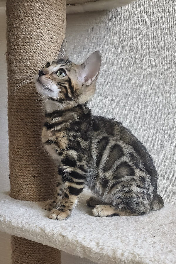Bonnie | Bengal Kitten