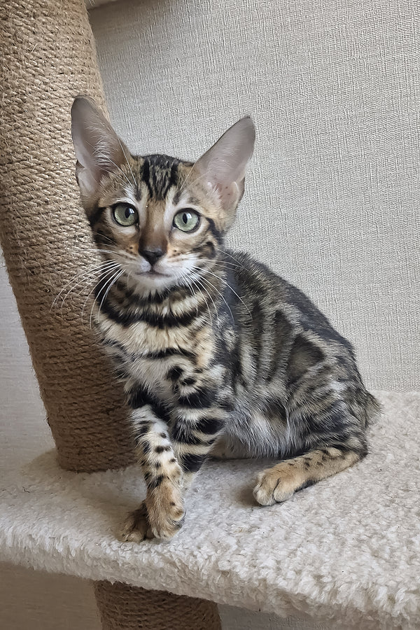 Bonnie | Bengal Kitten