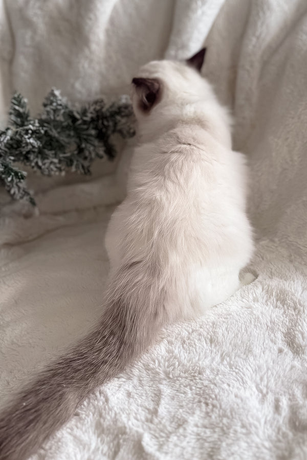 Bonnie | Ragdoll Kitten