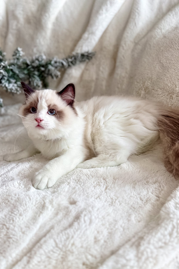 Bonnie | Ragdoll Kitten