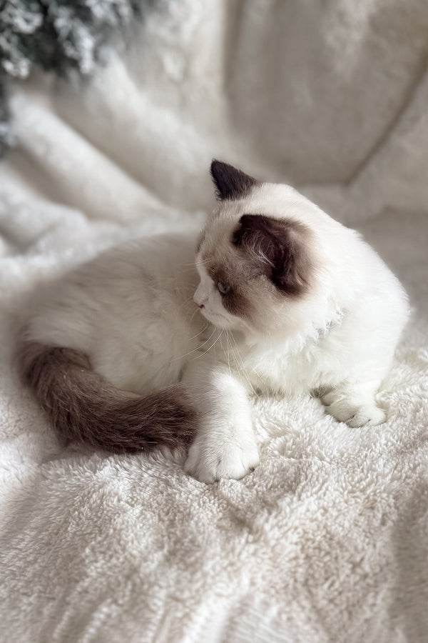 Bonnie | Ragdoll Kitten