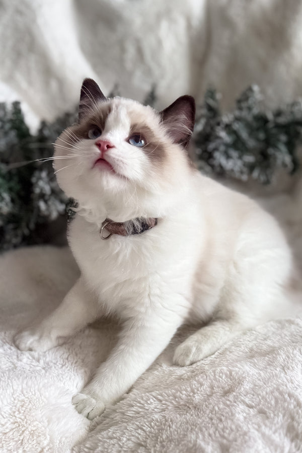 Bonnie | Ragdoll Kitten