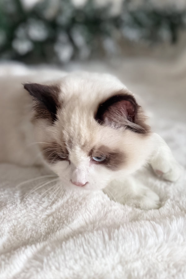 Bonnie | Ragdoll Kitten