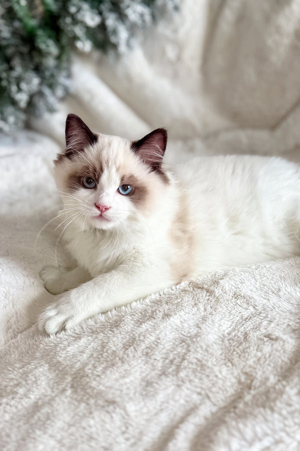 Bonnie | Ragdoll Kitten