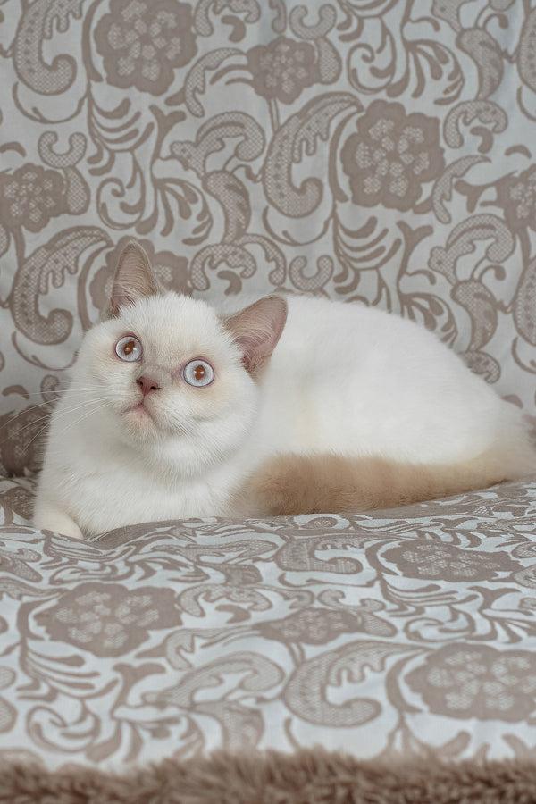 Bonny | British Shorthair Kitten