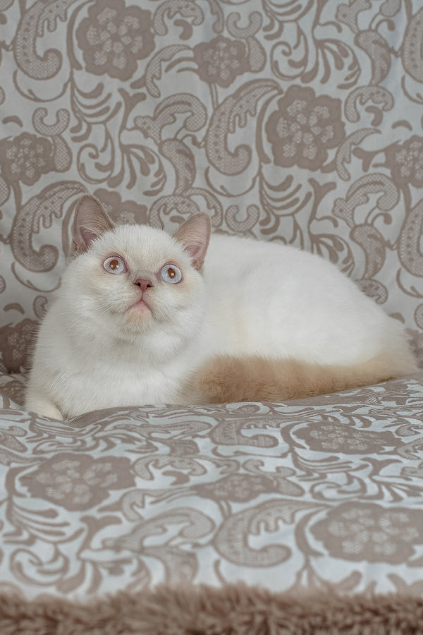 Bonny | British Shorthair Kitten