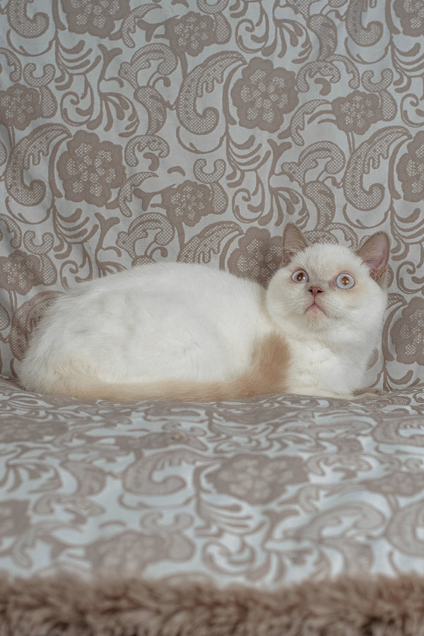 Bonny | British Shorthair Kitten