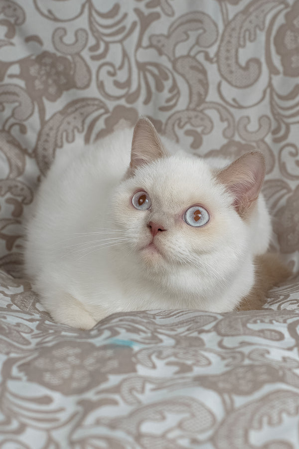 Bonny | British Shorthair Kitten